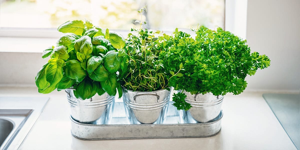 Herbs You Can Grow Inside All Year, How To Grow A Herb Garden Indoors