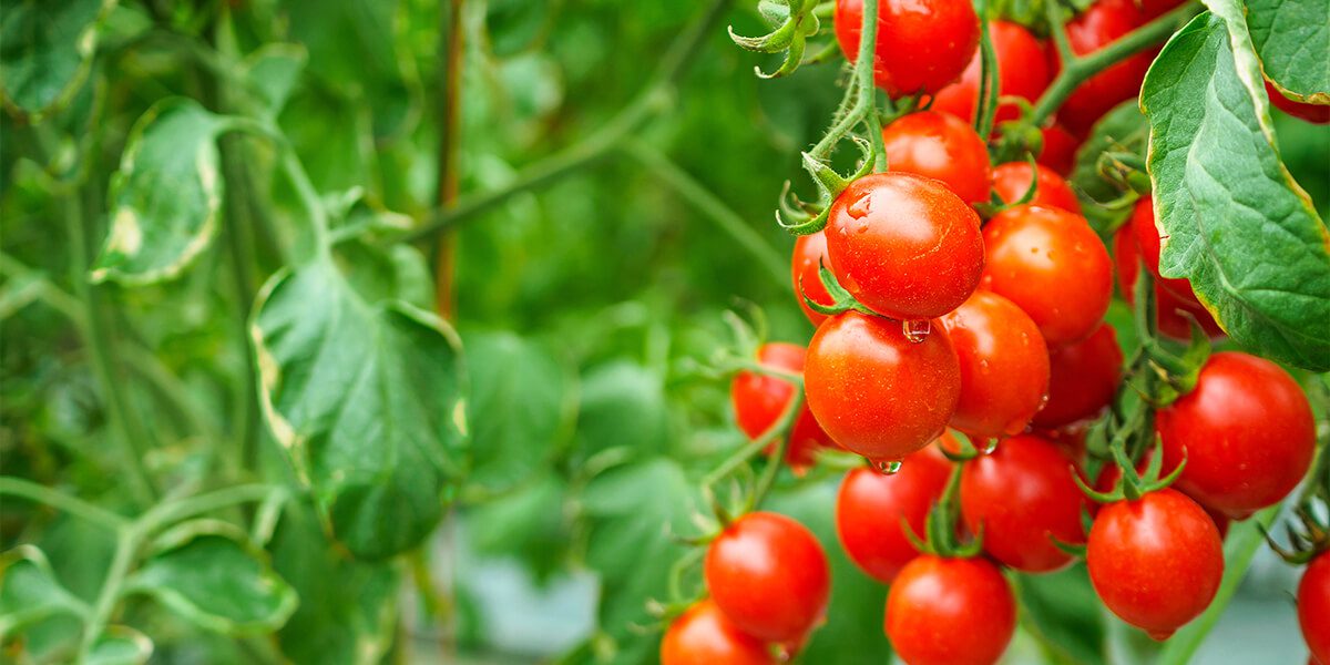 platt hill garden vegetables fruits for beginners cherry tomatoes