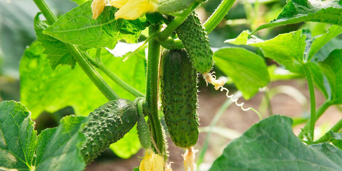 platt hill garden vegetables fruits for beginners cucumbers on vine