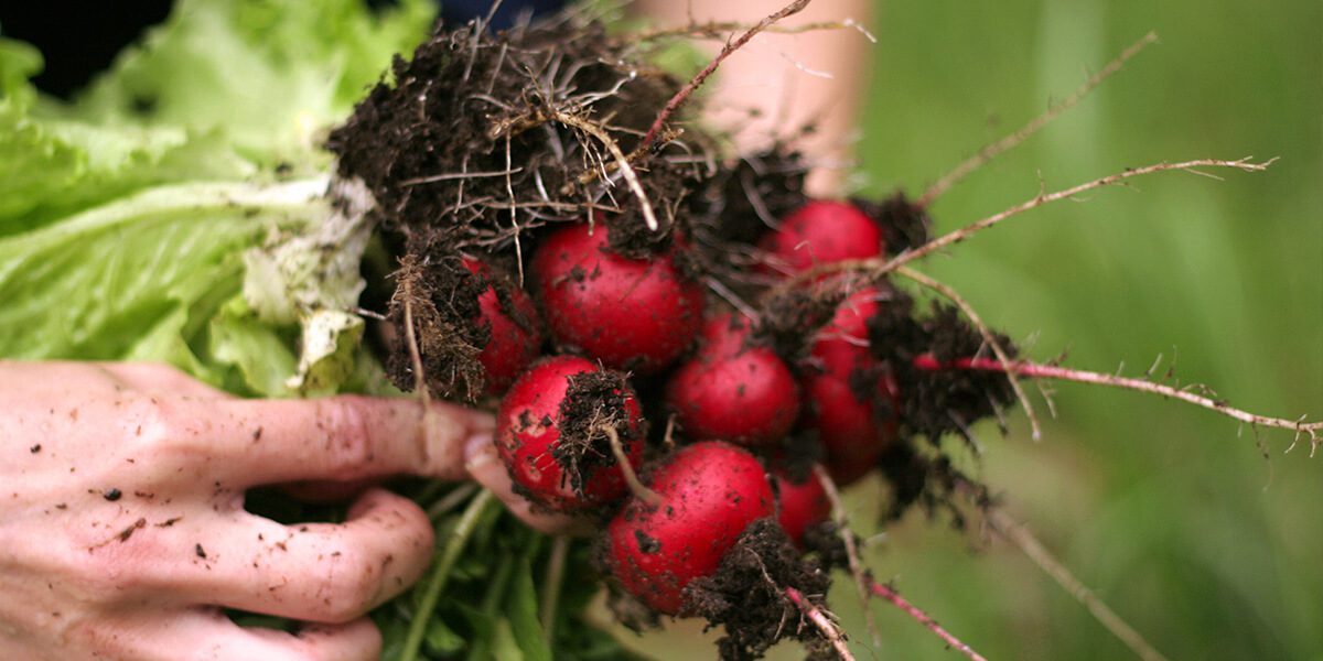 platt hill garden vegetables fruits for beginners harvested radishes