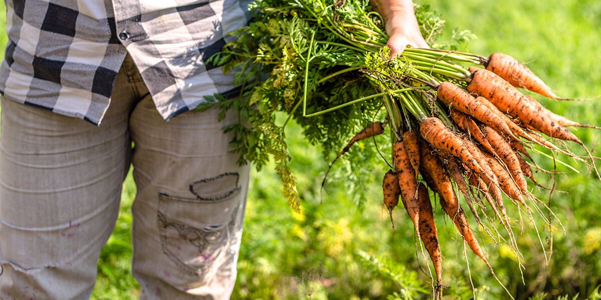 platt hill garden vegetables fruits for beginners person harvesting carrots