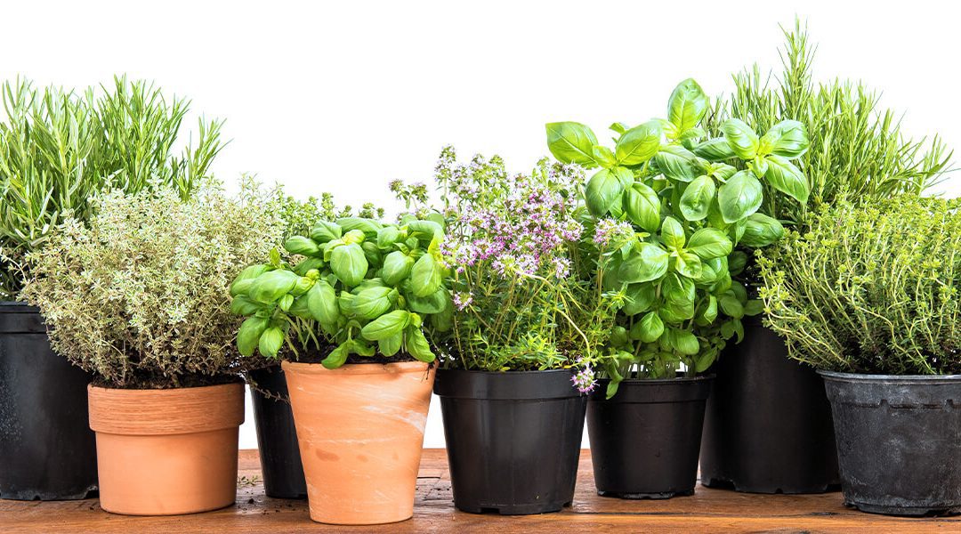 Diy Indoor Herb Garden Platt Hill Nursery, How To Set Up Indoor Herb Garden