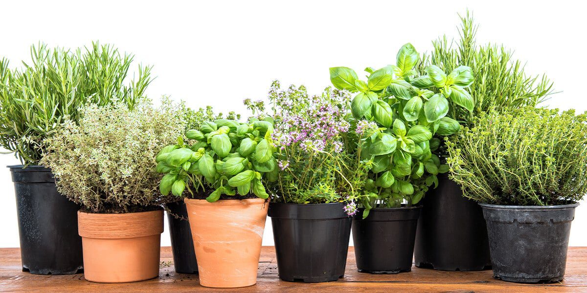 Diy Indoor Herb Garden Platt Hill Nursery, How To Grow A Herb Garden Indoors