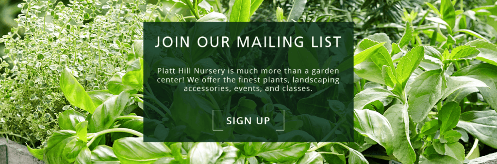 Platt Hill Nursery - Companion Planting Vegetables - subscribe now button