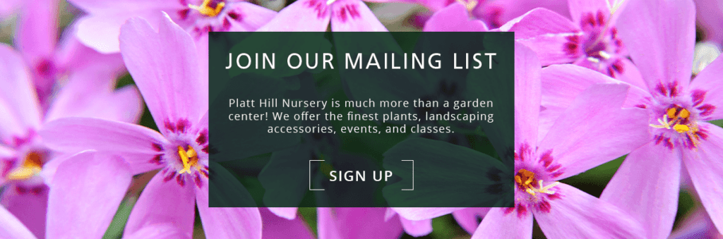 Platt Hill Nursery - creeping phlox feature newsletter subscription