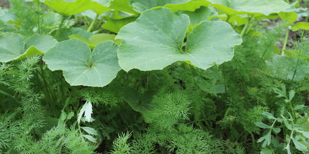 Platt Hill Nursery herbs nasturtium and dill in garden