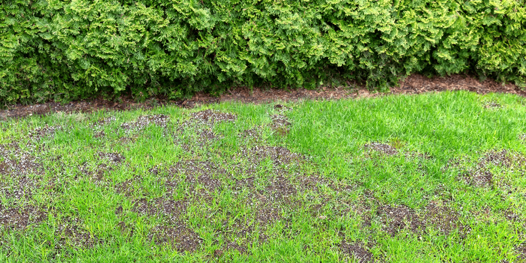 Platt Hill Nursery - reseeding spring lawn
