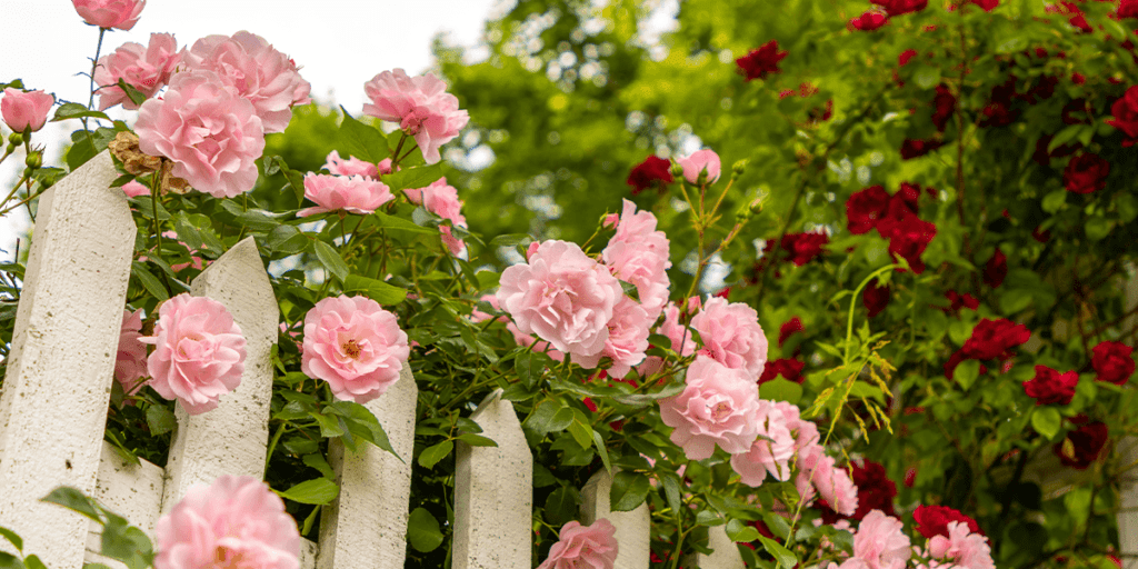 Platt Hill Nursery - roses growing along fence