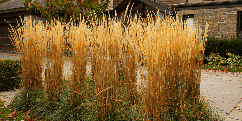 Platt Hill Nursery -ornamental grasses in the fall go to seed heads